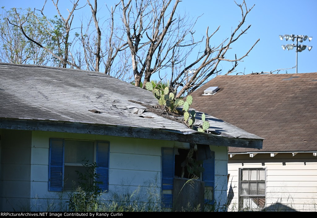 Cactus thru the roof